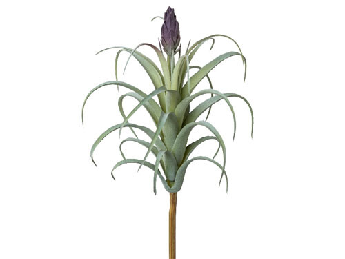 Tillandsie mit lilaBlüte
