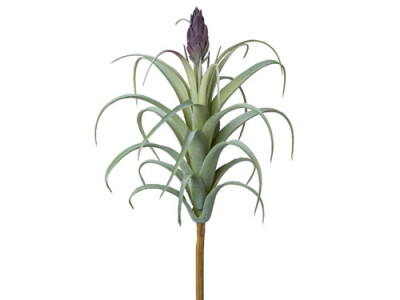 Tillandsie mit lilaBlüte