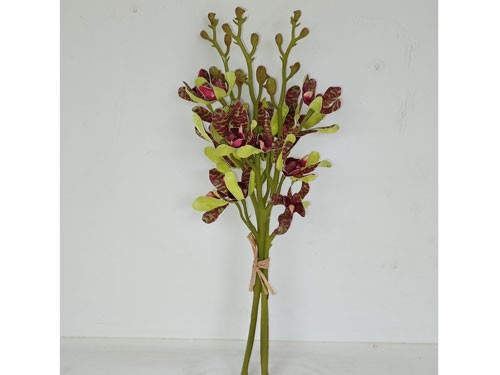 Orchideenwurzel