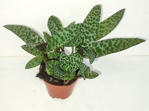 Scilla peruviana