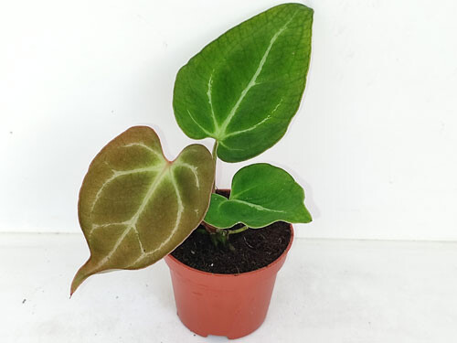 Anthurium crystallinum - mini