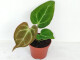 Anthurium crystallinum - mini