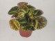 Begonia BD boweri GreenFever