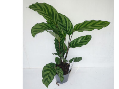 Calathea Freddie