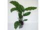 Calathea Freddie