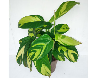 Ctenanthe GoldenMosaik