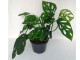 Monstera adansonii