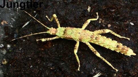 Eurycantha calcarata