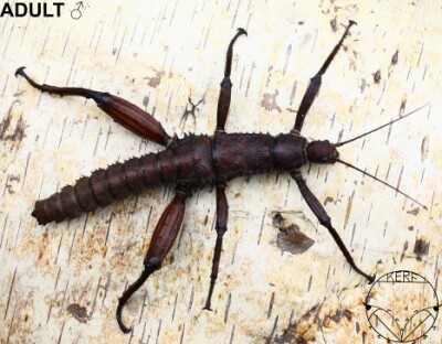 Eurycantha calcarata