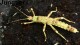 Eurycantha calcarata