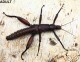 Eurycantha calcarata