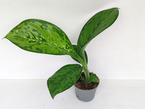 Dieffenbachia Crocodile -mini-