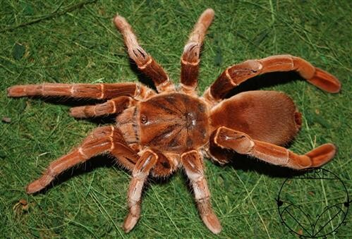Pelinobius muticus