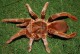 Pelinobius muticus