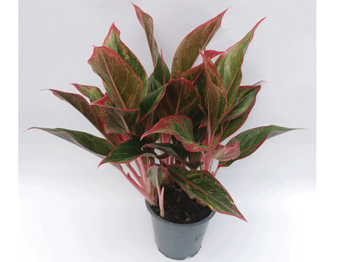 Aglaonema king
