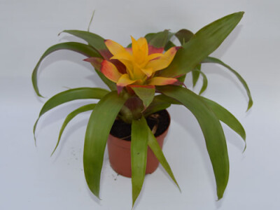 Guzmania mia