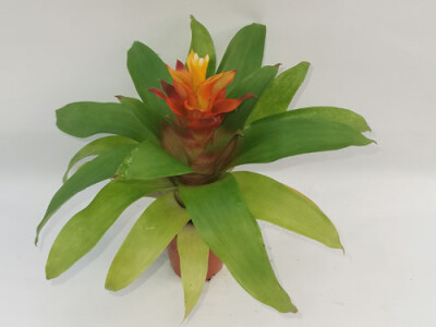 Guzmania mia