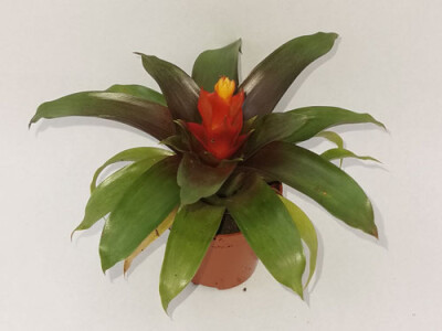 Guzmania mia