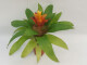 Guzmania mia