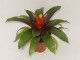 Guzmania mia