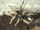 Kochiana brunnipes