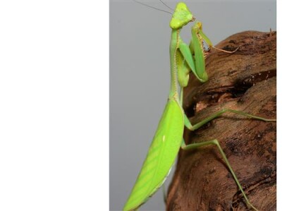 Camelomantis spec.1
