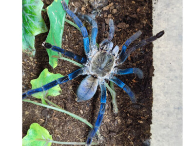 Cyriopagopus lividus