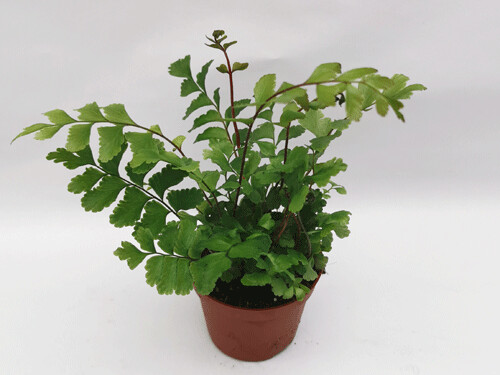 Didymochlaena truncatula
