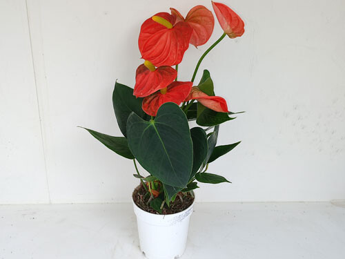 Anthurium rot