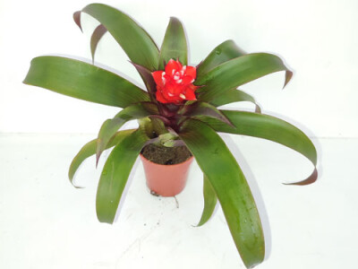 Guzmania Priscilla - mini