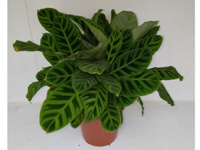 Calathea zebrina