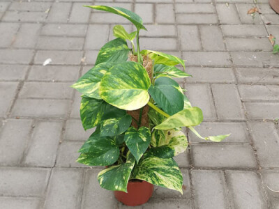 Epipremnum aureum - am moosstock Groß