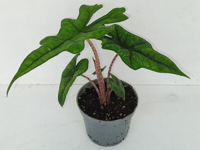 Alocasia Jacklyn - mini