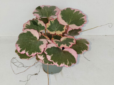 Saxifraga stolonifera Tricolor