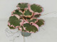 Saxifraga stolonifera Tricolor