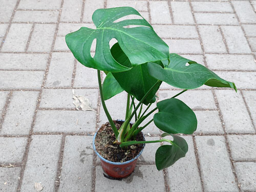 Monstera deliciosa- gro - Kerf Terraristik Onlineshop - Futtertiere ,  10,00