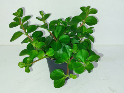 Peperomia rotundifolia - mini