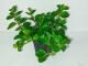 Peperomia rotundifolia - mini