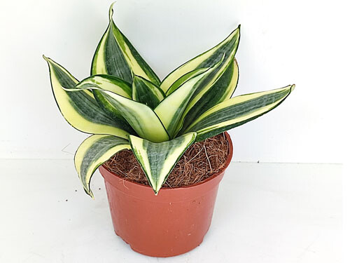 Sanseveria trifasciata hahnii