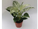 Philodendron white measure