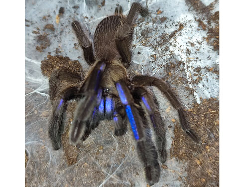 Chilobrachys natanicharum (ex sp. electric blue)