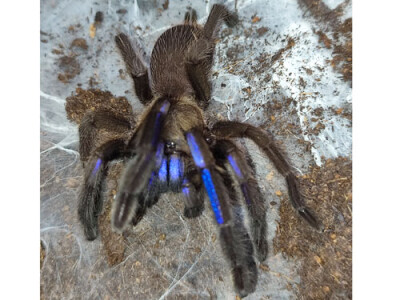 Chilobrachys natanicharum (ex sp. electric blue)