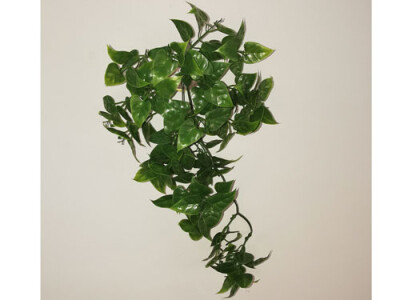 Philodendron-Ranke klein 25cm