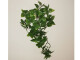 Philodendron-Ranke klein 25cm