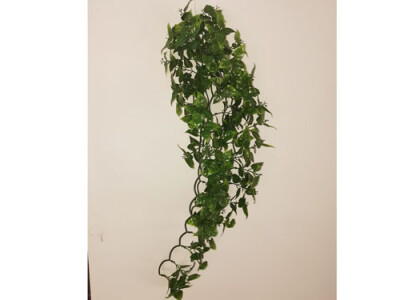 Philodendron-Ranke gro&szlig;