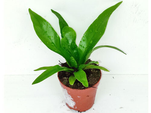 Asplenium antiquum - mini