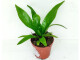 Asplenium antiquum - mini