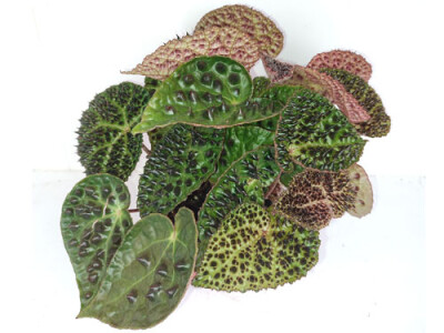 Begonia ferox
