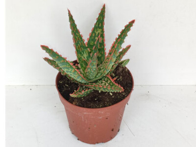 Aloe Vitro