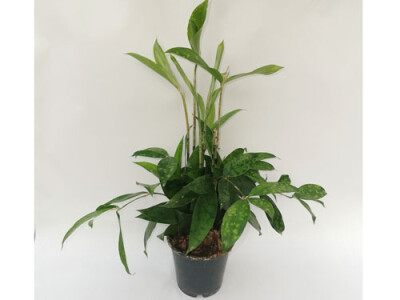 Dracaena surculosa